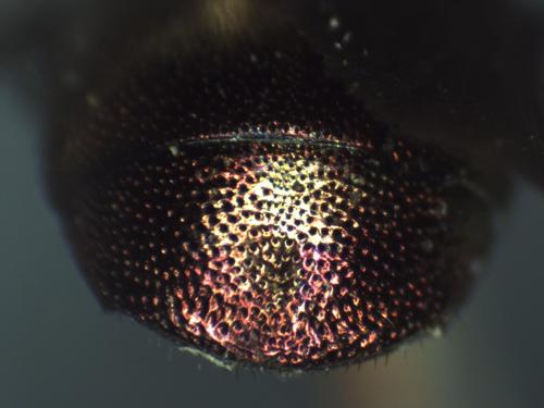 Réf. 296 957 : Hedychrum gerstaeckeri